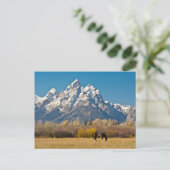 Pferde und Grand Tetons, Elchkopfranke Postkarte (Stehend Vorderseite)