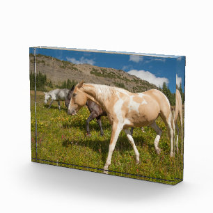 Pferde und Maultiere Fotoblock