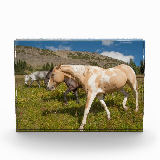 Pferde und Mäuse Fotoblock (Vorderseite)