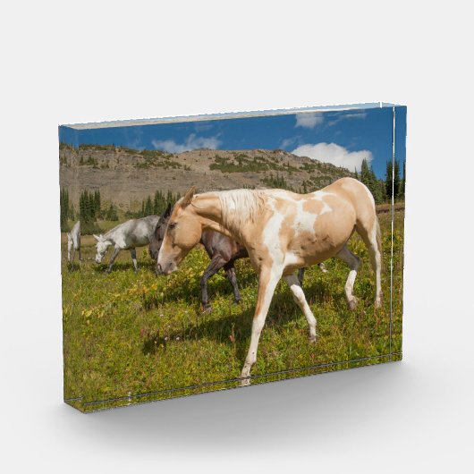 Pferde und Mäuse Fotoblock (Links)