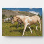 Pferde und Mäuse Fotoplatte (Vorderseite)