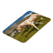 Pferde und Mäuse Magnet (Linke Seite)