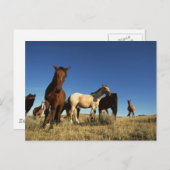 Pferde und Schatten Postkarte (Vorne/Hinten)