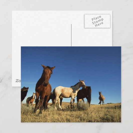 Pferde und Schatten Postkarte (Vorne/Hinten)