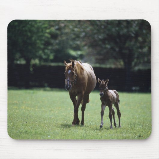 Pferde - Vollblut, Mare und Fohlen, Mousepad (Vorne)