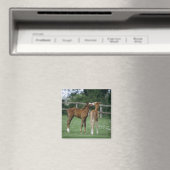 Pferde - Vollblüter, Fohlen, Magnet (In Situ (Geschirrspüler))
