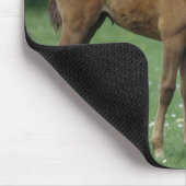 Pferde - Vollblüter, Fohlen, Mousepad (Ecke)