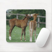 Pferde - Vollblüter, Fohlen, Mousepad (Mit Mouse)