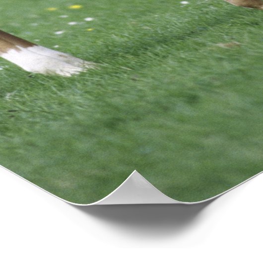 Pferde - Vollblüter, Fohlen, Poster (Ecke)