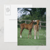 Pferde - Vollblüter, Fohlen, Postkarte (Vorne/Hinten)