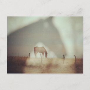 Pferde von Angelandspot Postkarte