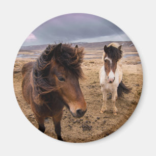Pferde von Island Magnet