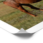 Pferde Weideland, Teton Poster (Ecke)