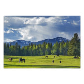 Pferde weiden auf Weide in der Nähe von Weißfisch, Fotodruck (Vorne)