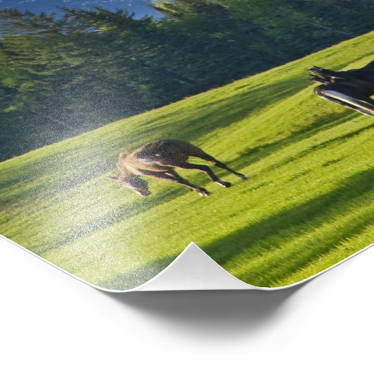 Pferde weiden auf Weide in der Nähe von Weißfisch, Fotodruck (Ecke)