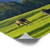 Pferde weiden auf Weide in der Nähe von Weißfisch, Poster (Ecke)