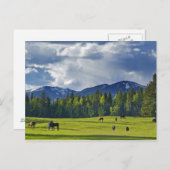 Pferde weiden auf Weide in der Nähe von Weißfisch, Postkarte (Vorne/Hinten)