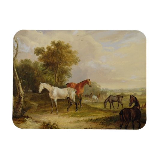 Pferde Weiden: Ein grauer Stallion mit Mares Magnet (Horizontal)