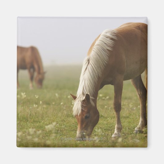 Pferde Wildblume Wiese Morgennebel Piano Magnet (Vorne)