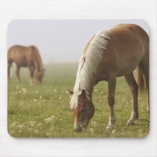Pferde Wildblume Wiese Morgennebel Piano Mousepad (Vorne)