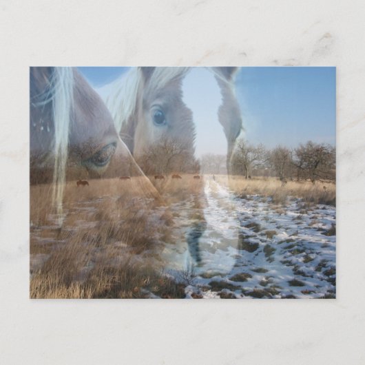 Pferde Wintergruss Postkarte (Vorderseite)