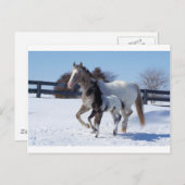 Pferde Winterschneesport Landhaus Liebe Postkarte (Vorne/Hinten)