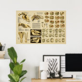 Pferde Zahnanatomie Alter des Pferdes durch Zähne Poster (Heimbüro)