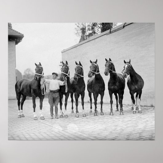 Pferde zeigen, 1912. Vintages Foto Poster (Vorne)