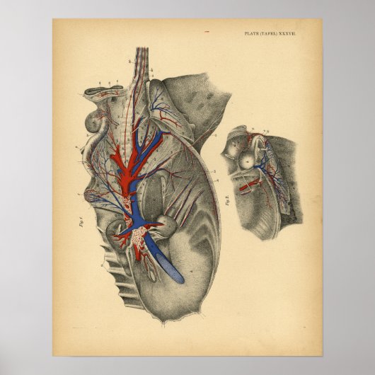 Pferdeabdominal Beckenanatomie 1908 Vintag drucken Poster (Vorne)