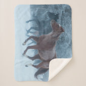 Pferdeantrieb Sherpadecke (Vorderseite)