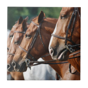 Pferdeartige Pferdeshow-Fliese Fliese