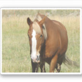Pferdeaufkleber Aufkleber (Vorderseite)