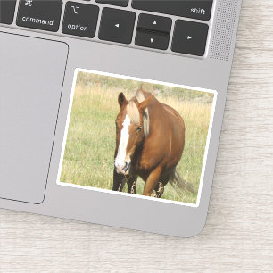 Pferdeaufkleber Aufkleber
