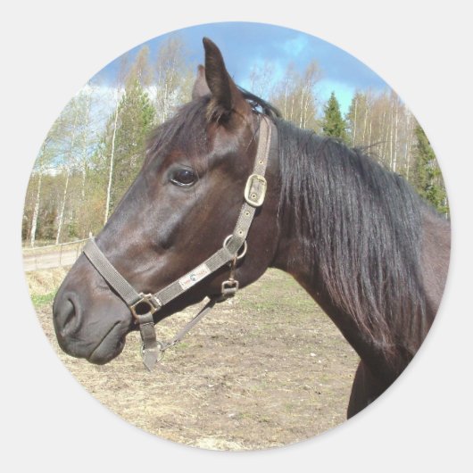 Pferdeaufkleber Runder Aufkleber (Vorderseite)