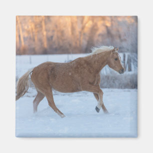 Pferdeauftrieb im Winter auf der Hideout Ranch Magnet