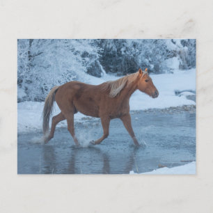 Pferdeauftrieb im Winter auf der Hideout Ranch Postkarte