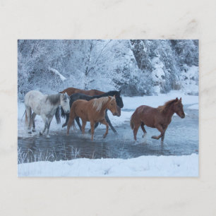 Pferdeauftrieb im Winter Postkarte
