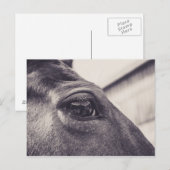 Pferdeauge 001 postkarte (Vorne/Hinten)