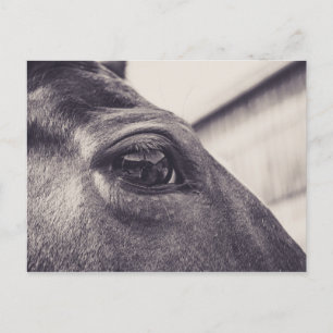 Pferdeauge 001 postkarte