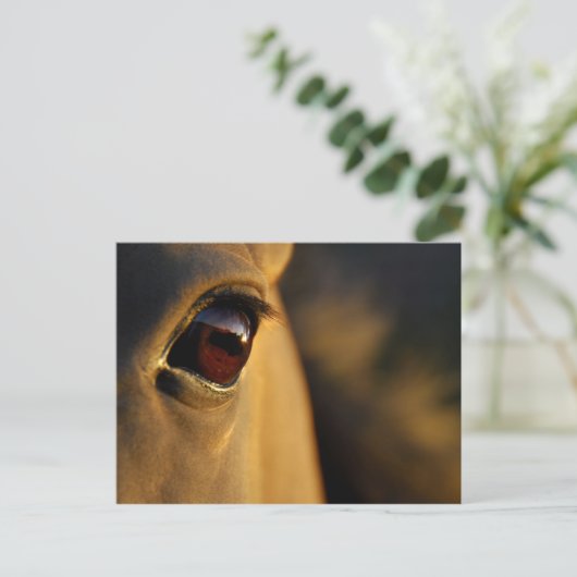 Pferdeauge bei Sonnenuntergang Postkarte (Stehend Vorderseite)
