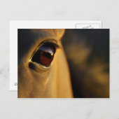 Pferdeauge bei Sonnenuntergang Postkarte (Vorne/Hinten)