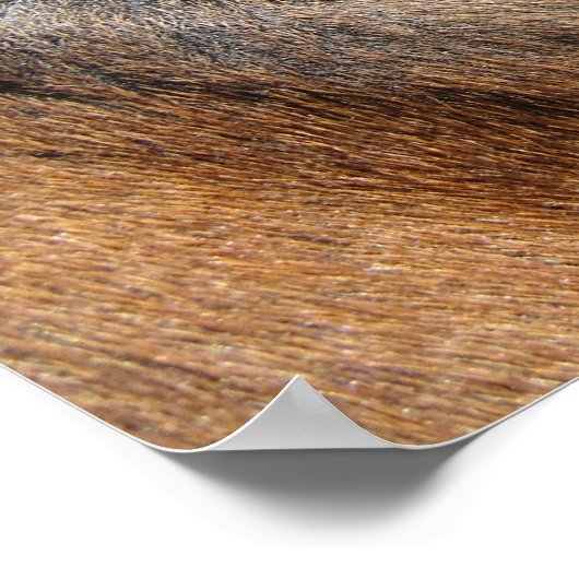 Pferdeauge Poster (Ecke)