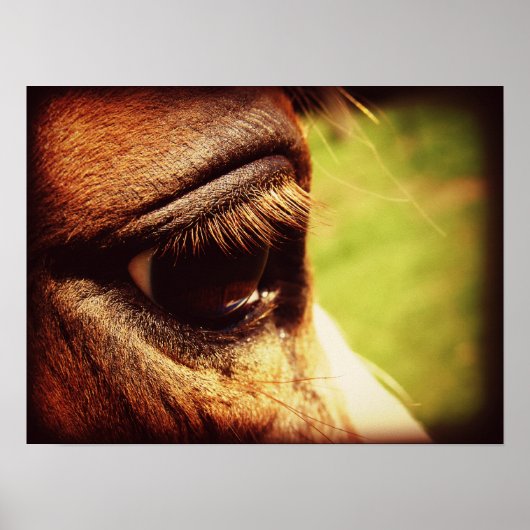 Pferdeauge Poster (Vorne)