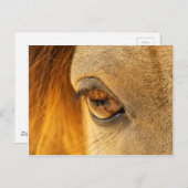 Pferdeauge Postkarte (Vorne/Hinten)