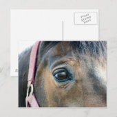 Pferdeauge Postkarte (Vorne/Hinten)