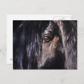 Pferdeauge Postkarte (Vorne/Hinten)