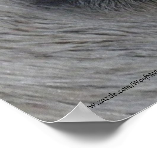 Pferdeaugen — Lippizan Poster (Ecke)