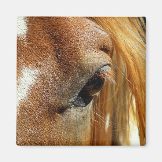 Pferdeaugenschluss Magnet (Vorne)