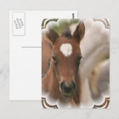 Pferdebaby Postcard Postkarte (Vorne/Hinten)