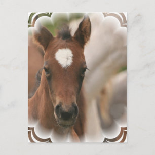 Pferdebaby Postcard Postkarte
